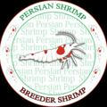 Persian Shrimp