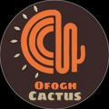کاکتوس افق(Ofogh Cactus)