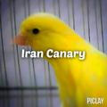 Iran Canary قناري ايران