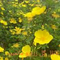 گل زرد و مالمیر
