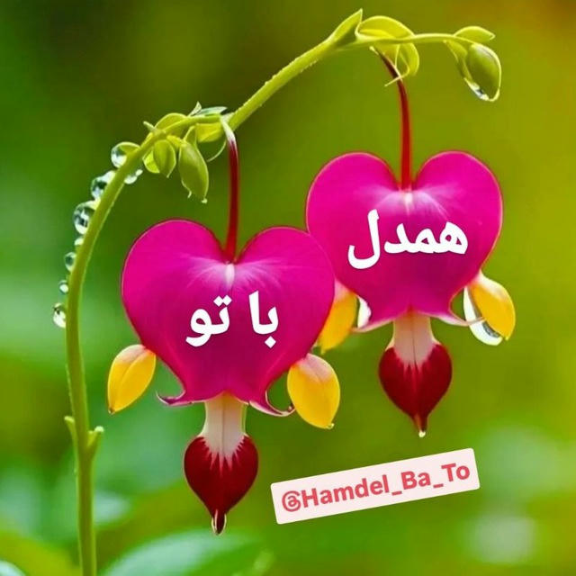 💞 همدل با تو 💞
