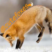 Just Fox It!