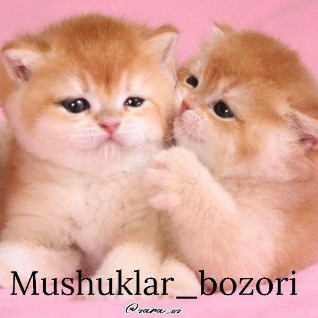 🇺🇿 Mushuklar bozori