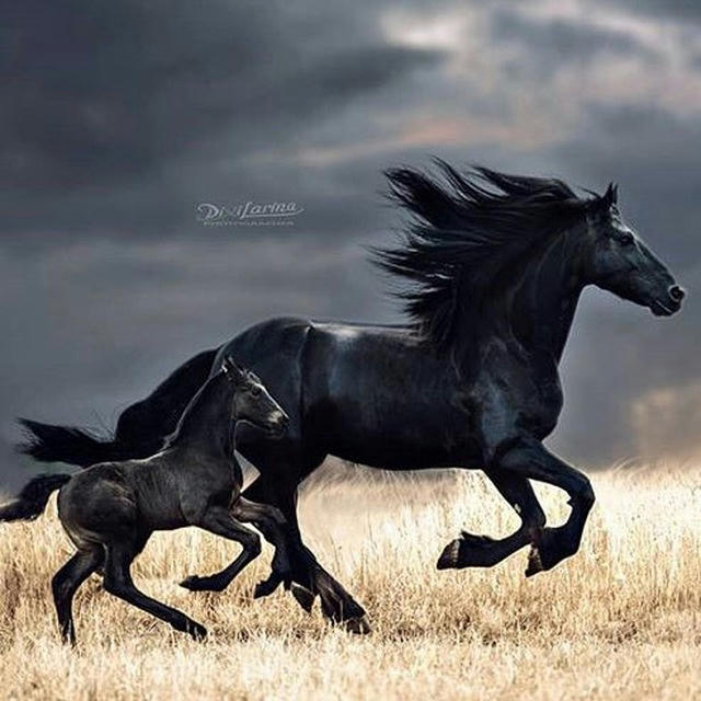 Fairytale Horse