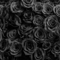 Black rose🖤