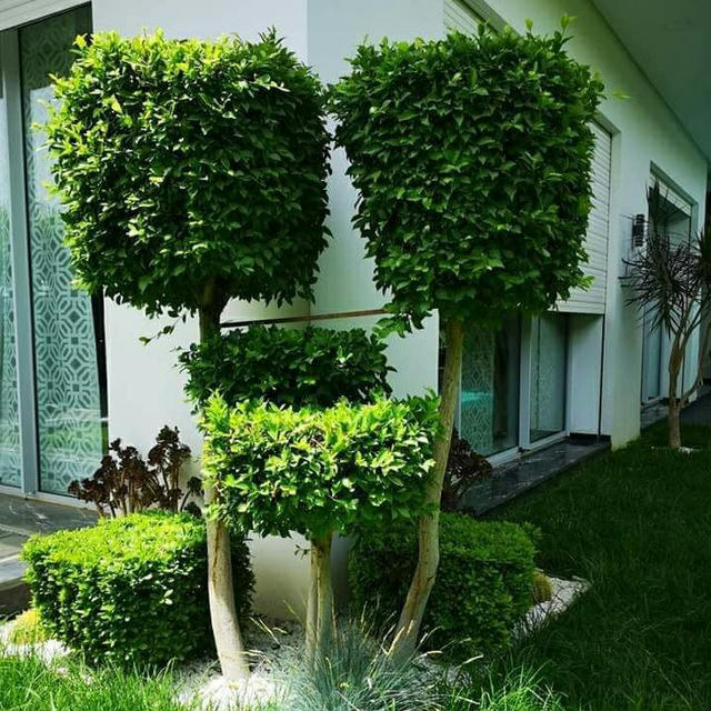 Jardinage - 21🟢🐝Perma KULTURAS -------->> Gardening
