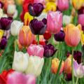 أزهار التوليب|tulips 🦋