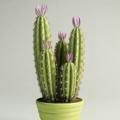 unwatered cactus