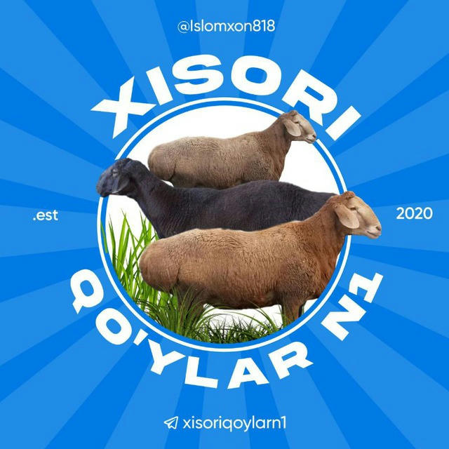 Xisori_qoylarN1