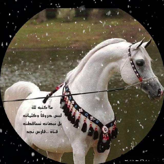 💞فارس 💞 نجد💞