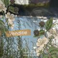 Venditie. OPEN