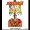 Anatomy (37A)