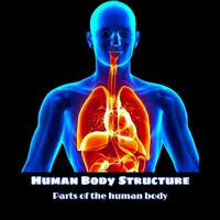 Human Body Structure™