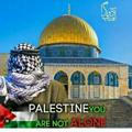 Free Palestine 🇵🇸🇵🇸