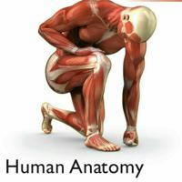 anatomy summary