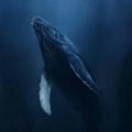 52 Hz whale 🐳