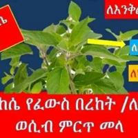 መርጌታ ነገሠ የባህል መድሐኒት መሥጫ