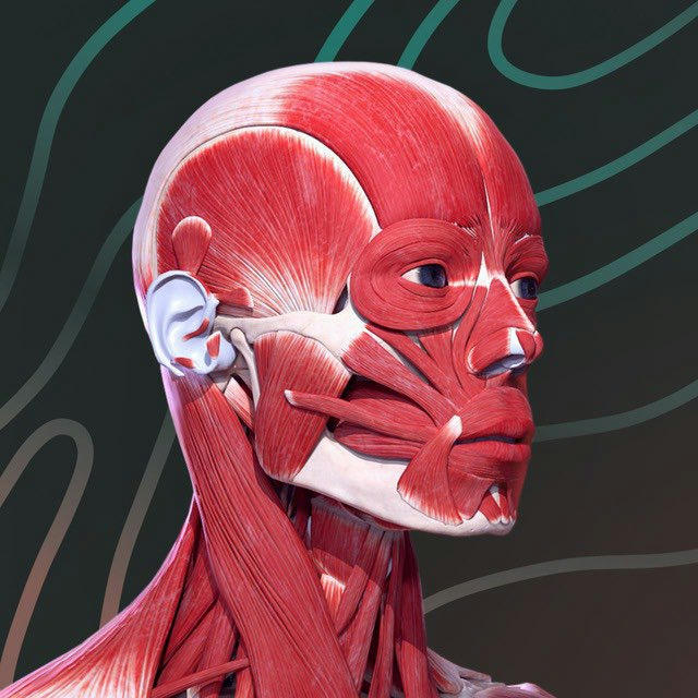 Easy Anatomy - мобильное приложение по анатомии