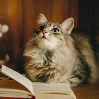 Библиотека Книжного кота