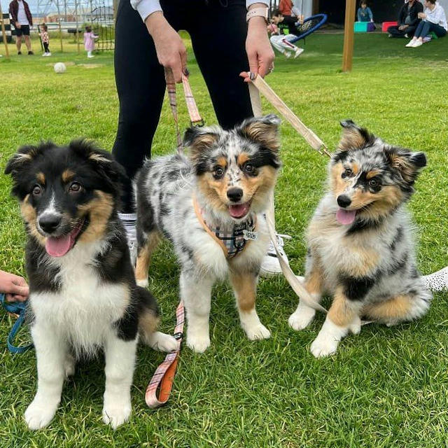 WISCONSIN ADOPTABLES 🦮🐾🐾📌