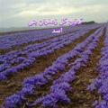 توزیع گل زعفران بنی اسد