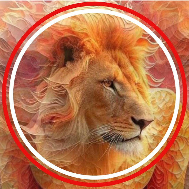 De Bataafse Leeuw ❤️ Lions News