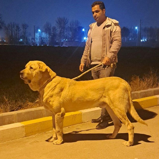 سگ ایرانی