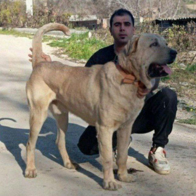 سگ ایرانی