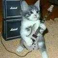 Guitar cat (FREE UNSUBS)