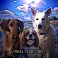 ₊༉‧THREE STAR DOGS‧༉₊
