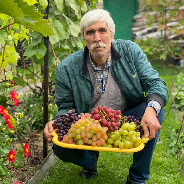 🍇СЕВЕРНЫЙ ВИНОГРАД (канал Вадима Точилина)🍇