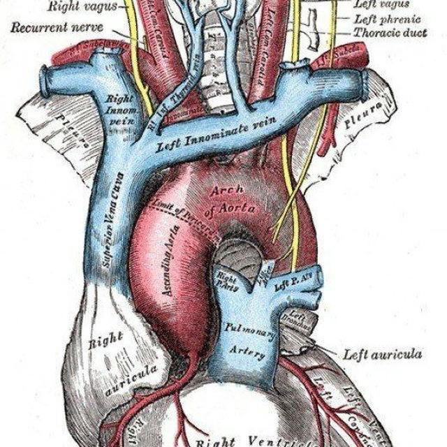 Cardiology, cardiosurgery and more