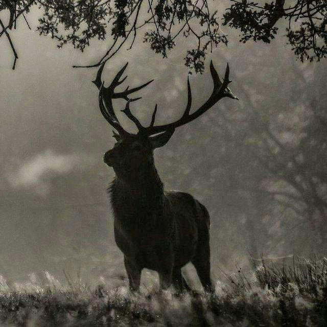 Deer Music