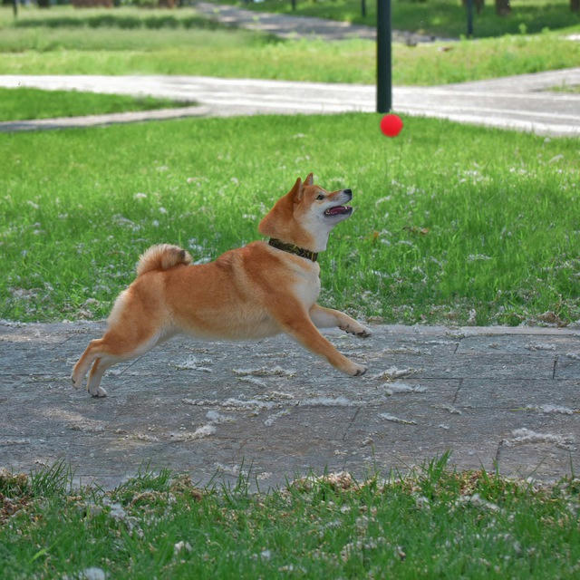 СИБА ИНУ друзья 🐕