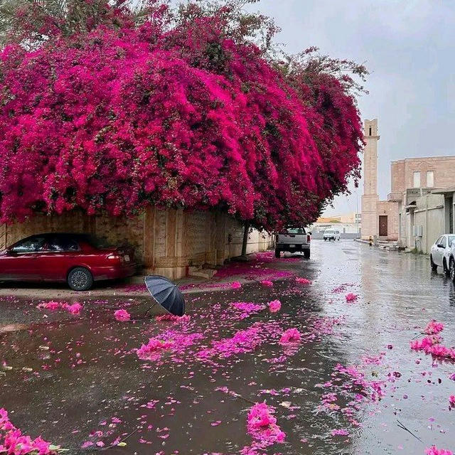 "ـ مَخبئّ ،سْري♡:"