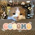 GGOOMO!! promo open