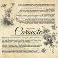 Carouste ⊹ open!!