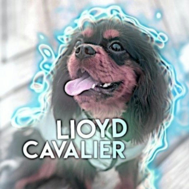 Lloyd_cavalier