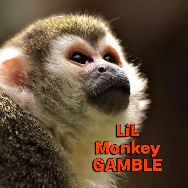 Lil monkey LAUNCHPAD