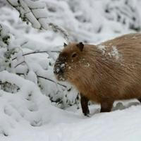 capybara archive