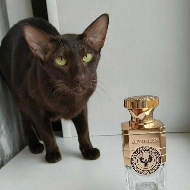 Про котов и парфюм