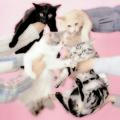 ‧˚₊୨୧ lovely-kitten ♡ (free unsubs, mooffins)