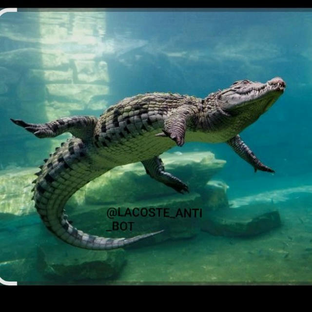 کانال راهنما ضدلینک LACOSTE🐊