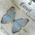 The Butterfly