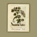 Botany 52