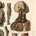 Анатомия chanel 💉