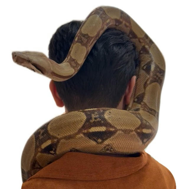 Arta reptiles 🐍