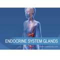Endocrin info