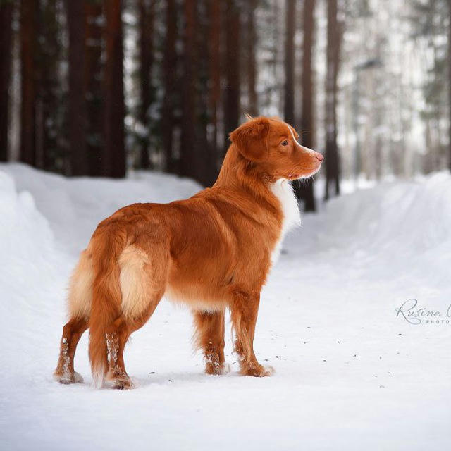 Community of tollers