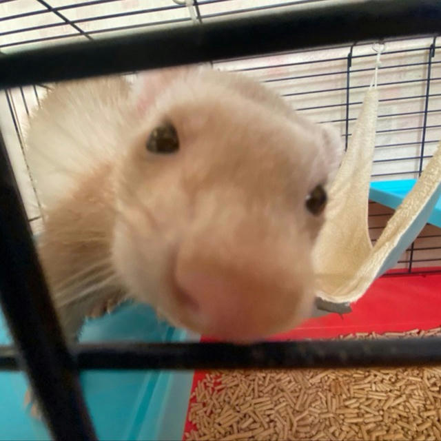 ferret_shanya